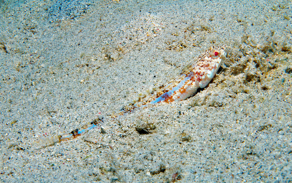 Synodus dermatogenys (Pesce lucertola di sabbia)